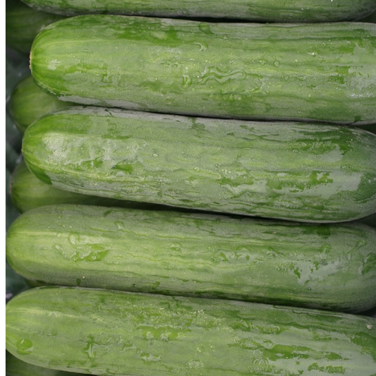 Plant- Cucumber- Straight Eight