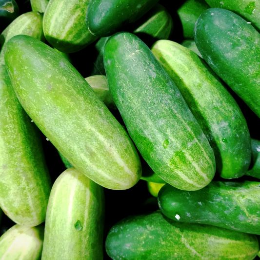 Plant- Cucumber- Homemade Pickle