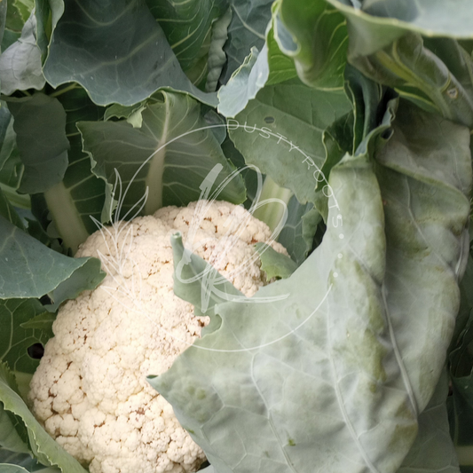 Seed- Cauliflower- All Year Round