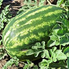 Produce- Watermelon