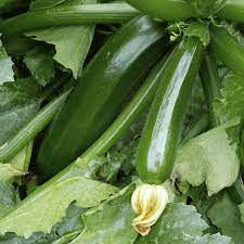 Plant- Squash- Dark Green Zucchini